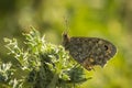 Wall Brown butterfly feeding on flowers Royalty Free Stock Photo