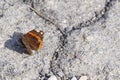 Wall Brown Butterfly (Lasiommata maera) Royalty Free Stock Photo