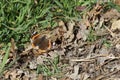 Wall Brown Butterfly (Lasiommata maera) Royalty Free Stock Photo