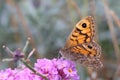 Wall brown butterfly Lasiommata Megera