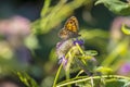 Wall Brown butterfly, Lasiommata megera, feeding on flowers Royalty Free Stock Photo