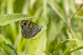 Wall Brown butterfly Lasiommata megera feeding on flowers Royalty Free Stock Photo