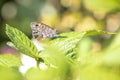 Wall Brown butterfly, Lasiommata megera, feeding on flowers Royalty Free Stock Photo