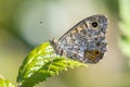 Wall Brown butterfly, Lasiommata megera, feeding on flowers Royalty Free Stock Photo