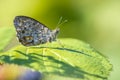 Wall Brown butterfly, Lasiommata megera, feeding on flowers Royalty Free Stock Photo