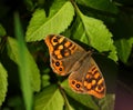 Wall brown butterfly, Lasiommata megera. Royalty Free Stock Photo