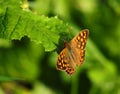 Wall brown butterfly, Lasiommata megera. Royalty Free Stock Photo