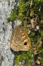 Wall Brown Butterfly Royalty Free Stock Photo