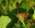 Wall brown butterfly, Lasiommata megera. Royalty Free Stock Photo