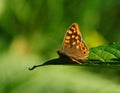 Wall brown butterfly, Lasiommata megera. Royalty Free Stock Photo