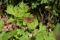 Lasiommata megera or wall brown butterfly
