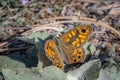 A wall brown butterfly resting on the ground Royalty Free Stock Photo