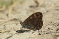 Underside of wall brown butterfly Royalty Free Stock Photo