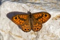 Wall Brown - Lasiommata megera is brown butterfly in the family Nymphalidae subfamily Satyrinae, widespread in the Palearctic Royalty Free Stock Photo