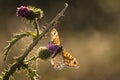 Wall Brown (Lasiommata megera) butterfly feeding on flowers