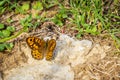Wall brown Lasiommata megera in the garden Royalty Free Stock Photo