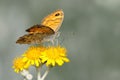 Wall Brown - Lasiommata megera