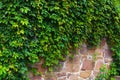 Wall of brown stones with green ivy leaves. The green ivy on a stone wall. Concept of landscape and nature Royalty Free Stock Photo