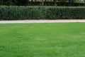 Wall of bushes along the lawn and paved path