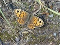 Wall butterfly basking on a patch of rough ground