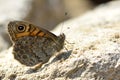 The Wall butterfly (Lasiommata megera)