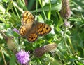 Wall butterfly perching among thistles