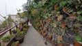 Wall with cacti