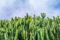 Wall of Candelabra trees branches against a blue sky Royalty Free Stock Photo