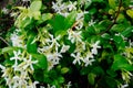 Chinese star jasmine flowers Trachelospermum jasminoides in bloom Royalty Free Stock Photo