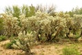 Wall of Cholla cactus, Sonora Desert, Mid Spring Royalty Free Stock Photo