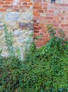 Wall climbing covering plants on red brick and stone wall Royalty Free Stock Photo