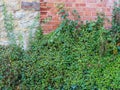 Wall climbing covering plants on red brick and stone wall Royalty Free Stock Photo