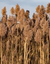 A wall of common reeds against a sky Royalty Free Stock Photo