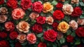 A wall completely covered with blooming roses of different sizes and colors Royalty Free Stock Photo