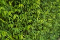 The wall completely covered with green ivy leaves.