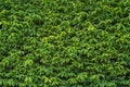 The wall completely covered with green ivy leaves. Royalty Free Stock Photo