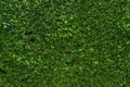 The wall completely covered with green ivy leaves.