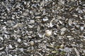 Wall of conquina shells, St. Augustine, Florida Royalty Free Stock Photo