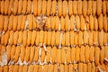 Wall from corn on daylight Royalty Free Stock Photo