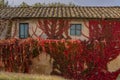 The wall of a country house is almost completely covered with a climbing plant with colorful autumn leaves, Casciana Terme, Italy Royalty Free Stock Photo