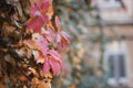 Wall covered in Boston Ivy leaves in fall foliage colors of red, green, yellow, gold, brown, maroon. Royalty Free Stock Photo