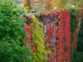 Wall covered with colorful leaves in fall