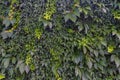Wall covered with different climbing plants