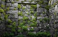 Wall covered with fern Royalty Free Stock Photo