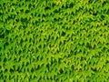 Wall covered with green ivy leaves sunny day Royalty Free Stock Photo