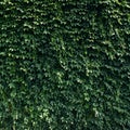 Wall covered with green leaves, Ivy leaves pattern. Green wall background, Ivy texture. Royalty Free Stock Photo