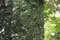 Wall covered with green natural ivy, design of home Royalty Free Stock Photo