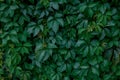 Wall covered with green and yellow leaves of wild grape. Natural background Royalty Free Stock Photo