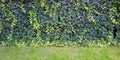 Wall covered with green and yellow leaves of wild grape. Natural background. Royalty Free Stock Photo