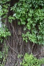 Wall covered with greenery. Green thickets behind the wall. Greenery. Royalty Free Stock Photo
